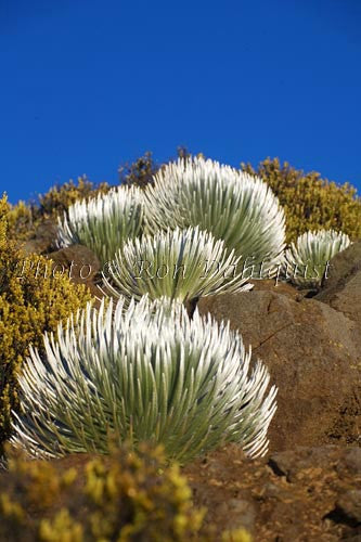 Silversword plants, Haleakala National Park, Maui, Hawaii Picture - Hawaiipictures.com