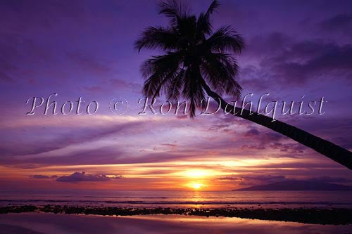 Palm at sunset shot from Olowalu, Maui. Lanai in distance - Hawaiipictures.com