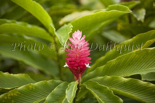 Red Ginger, Maui, Hawaii - Hawaiipictures.com