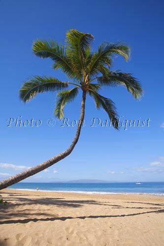 Coconut palm, Kamaole Beach One, Kihei, Maui, Hawaii - Hawaiipictures.com