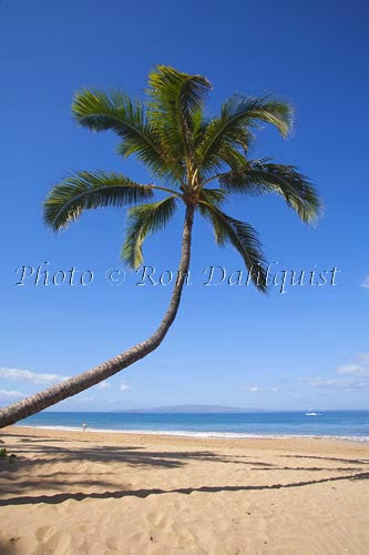 Coconut palm, Kamaole Beach One, Kihei, Maui, Hawaii – Hawaiipictures.com