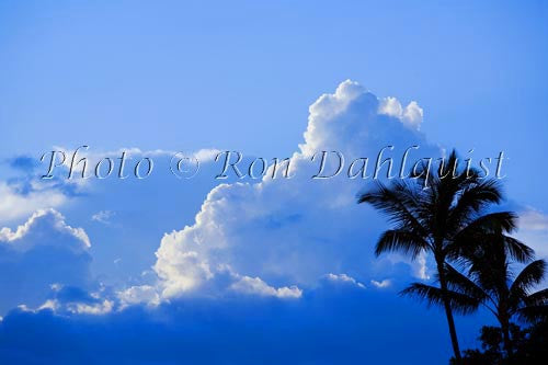 Palm tree at sunset, Maui, Hawaii - Hawaiipictures.com