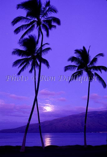 Moon setting with Silhouetted palm trees, Kiehi, Maui, Hawaii - Hawaiipictures.com Moon setting with Silhouetted palm trees, Kiehi, Maui, Hawaii - Hawaiipictures.com