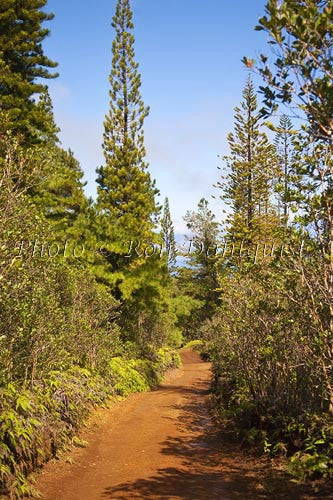 Vegetation along the Munro Trail on the island of Lanai, Hawaii - Hawaiipictures.com