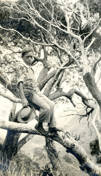Hawaiian Boy In A Koa Tree - Historic - Hawaiipictures.com