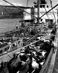 Picture Of Cattle On the SS Humuula Steam Ship