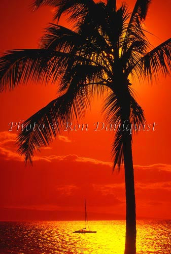 Silhouette of palm tree and sailboat at sunset, Kaanapali, Maui, Hawaii - Hawaiipictures.com