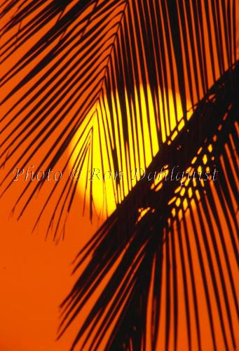 Silhouette of palm frond at sunset, Maui, Hawaii Picture Photo - Hawaiipictures.com