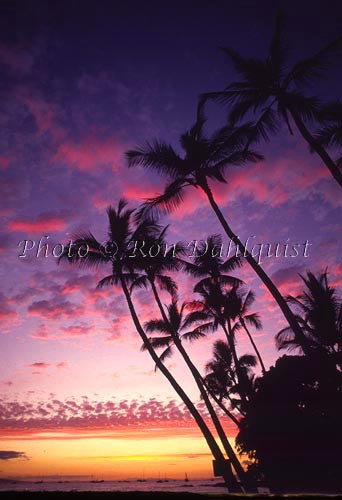 Palm trees at sunset, Lahaina, Maui, Hawaii - Hawaiipictures.com Palm trees at sunset, Lahaina, Maui, Hawaii - Hawaiipictures.com