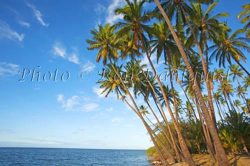 Kapuaiwa Royal Coconut Grove, Kaunakakai, Molokai, Hawaii - Hawaiipictures.com