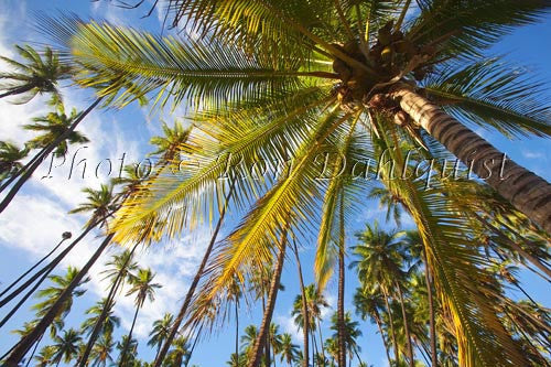 Kapuaiwa Royal Coconut Grove, Kaunakakai, Molokai, Hawaii Picture - Hawaiipictures.com Kapuaiwa Royal Coconut Grove, Kaunakakai, Molokai, Hawaii Picture - Hawaiipictures.com