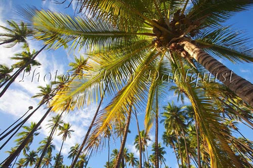 Kapuaiwa Royal Coconut Grove, Kaunakakai, Molokai, Hawaii Picture - Hawaiipictures.com