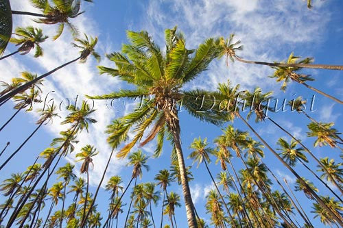 Kapuaiwa Royal Coconut Grove, Kaunakakai, Molokai, Hawaii Photo - Hawaiipictures.com