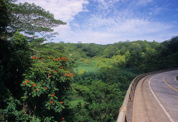 Tropical Rainforest And Road - Hawaiipictures.com