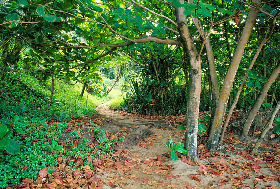 Lumahai Beach Trail - Hawaiipictures.com