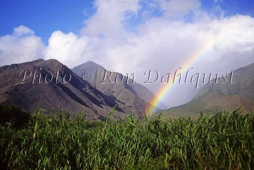 Rainbow over West Maui Mountains, sugar cane in foreground, Maui, Hawaii - Hawaiipictures.com