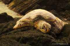 Green Sea Turtle Big Island of Hawaii