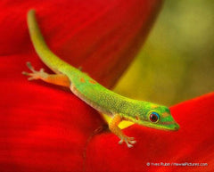 Green Gecko On Red Heliconia