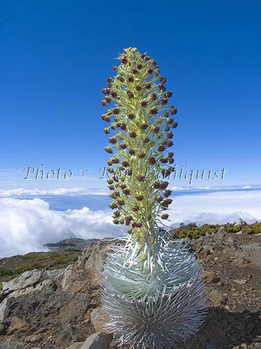 Silversword above the clouds on Haleakala, Maui, Hawaii - Hawaiipictures.com