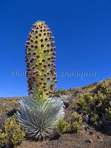 Silversword on slopes of Haleakala National Park, Maui, Hawaii - Hawaiipictures.com