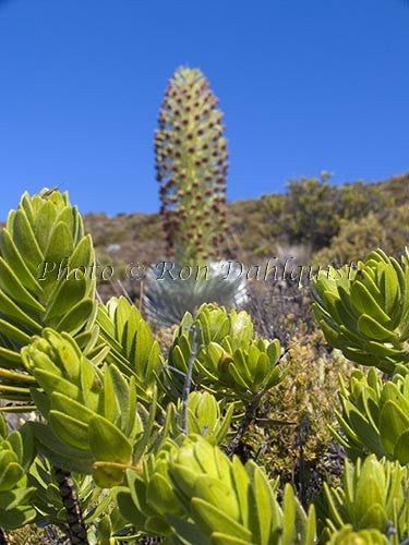 Silversword plant on slopes of Haleakala National Park, Maui, Hawaii Picture - Hawaiipictures.com