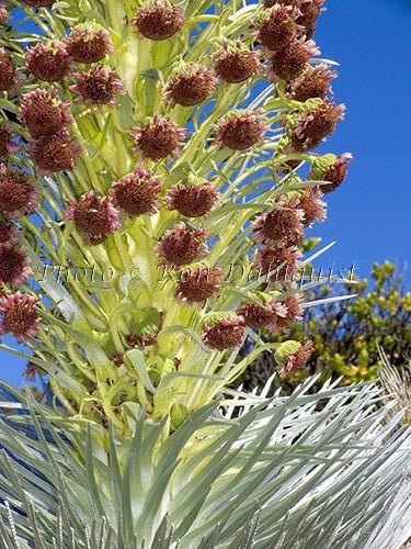 Close-up of Silversword flower, Haleakala, Maui, Hawaii - Hawaiipictures.com