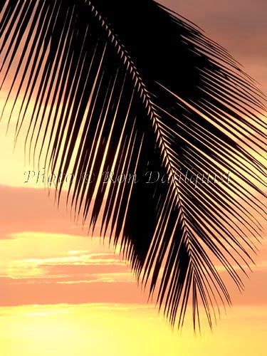 Silhouette of palm frond at sunset, Maui, Hawaii - Hawaiipictures.com Silhouette of palm frond at sunset, Maui, Hawaii - Hawaiipictures.com