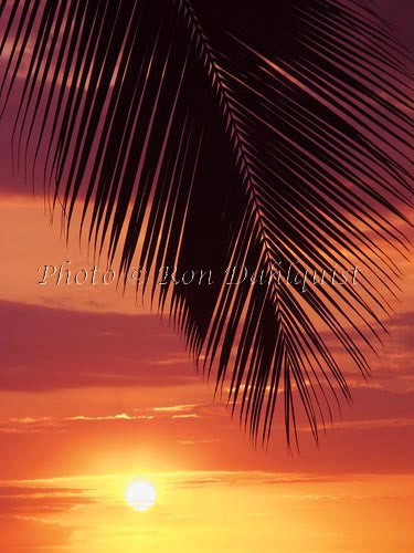 Silhouette of palm frond at sunset, Maui, Hawaii Picture - Hawaiipictures.com