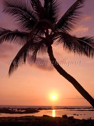 Silhouette of palm tree at sunset. Maui, Hawaii - Hawaiipictures.com Silhouette of palm tree at sunset. Maui, Hawaii - Hawaiipictures.com