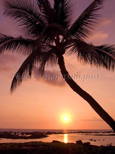 Silhouette of palm tree at sunset. Maui, Hawaii - Hawaiipictures.com