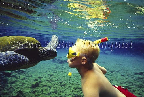 Snorkeling with Green Sea Turtle, Hawaii Picture - Hawaiipictures.com
