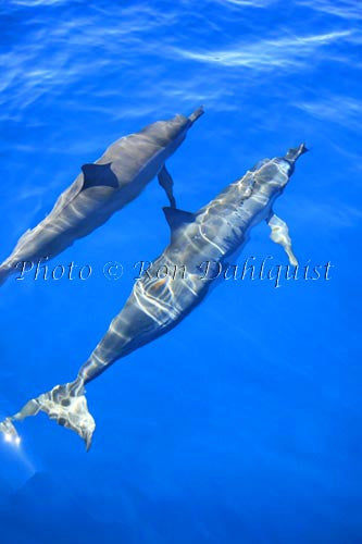 Spinner Dolphins off the coast of Lanai, Hawaii Picture - Hawaiipictures.com