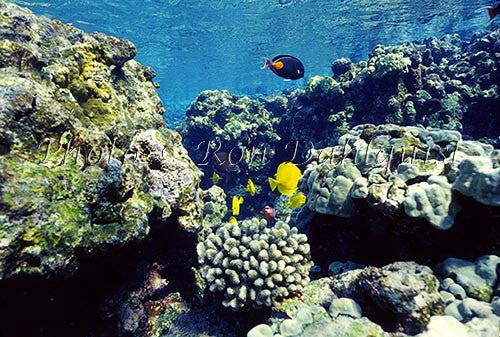 Underwater view of fish and coral at La Perouse, Maui, Hawaii - Hawaiipictures.com