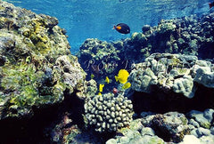 Underwater view of fish and coral at La Perouse, Maui, Hawaii