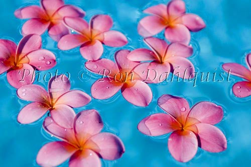 Pink Plumerias floating in turquoise, pool water. Hawaii - Hawaiipictures.com