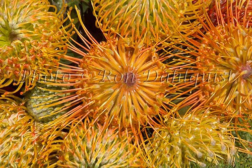 Leucospermum, Pin Cushion Protea blossoms, Kula, located Upcountry Maui, Hawaii Photo - Hawaiipictures.com