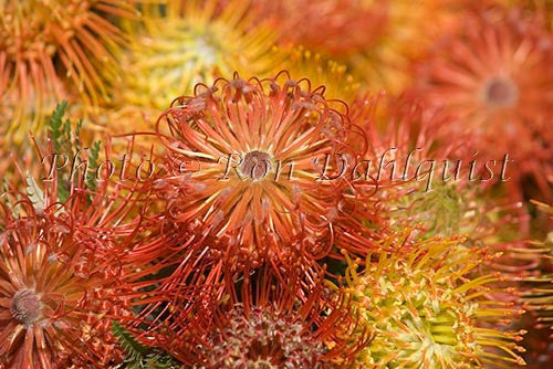 Pin Cushion Leucospermums, Kula, Upcountry Maui, Hawaii - Hawaiipictures.com