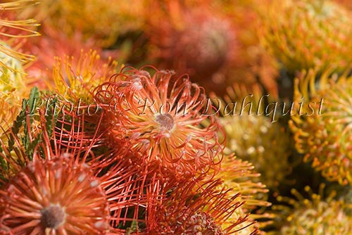 Pin Cushion Leucospermums, Kula, Upcountry Maui, Hawaii Picture - Hawaiipictures.com