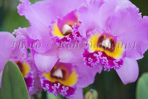 Purple Cattleya orchid, Maui, Hawaii - Hawaiipictures.com