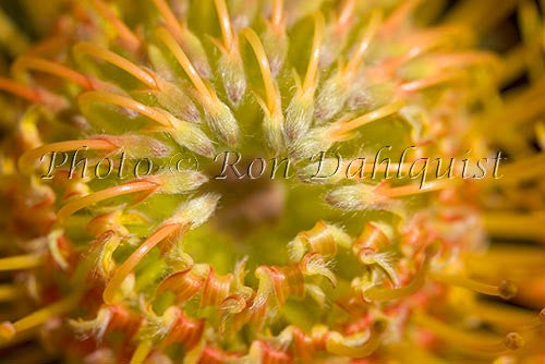 Leucospermum, Pin Cushion Protea blossoms, Kula, located Upcountry Maui, Hawaii Picture Photo - Hawaiipictures.com