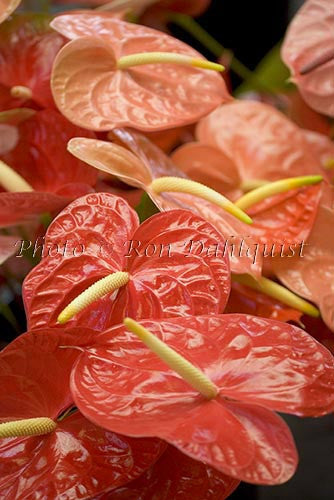 Anthuriums, Hawaii - Hawaiipictures.com