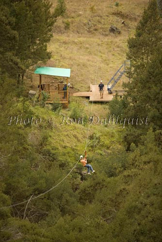 Zipline at Skyline Eco-Adventures, Upcountry Maui, Hawaii Picture Photo - Hawaiipictures.com