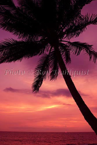 Silhouette of palm tree at sunset. Maui, Hawaii Picture Photo - Hawaiipictures.com