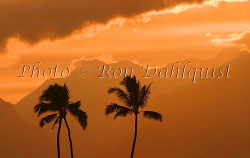 Silhouette of palm trees at sunset, Maui, Hawaii - Hawaiipictures.com