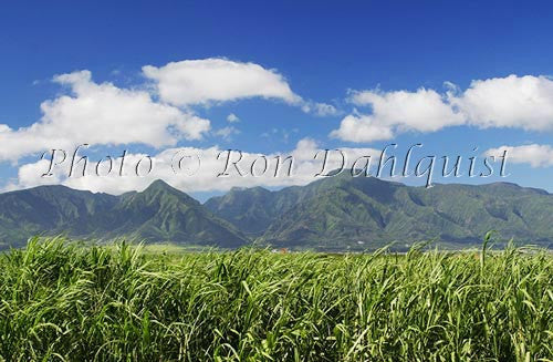 Cane fields and West Maui Mountains, Central Maui, Hawaii - Hawaiipictures.com