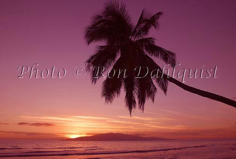 Silhouette of palm tree at sunset with Island of Lanai in distance. Maui, Hawaii - Hawaiipictures.com