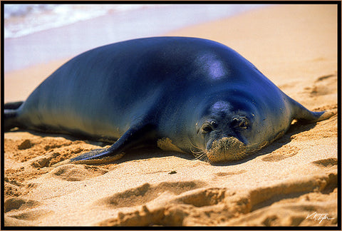 Hawaiian Monk Seal On Beach Hawaii - Hawaiipictures.com