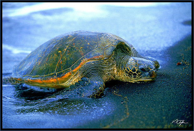 Green Sea Turtle Hawaii - Hawaiipictures.com