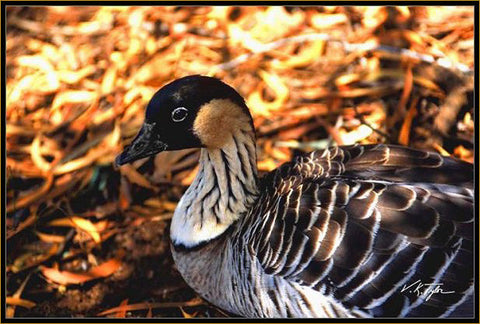 Nene Goose Hawaii - Hawaiipictures.com