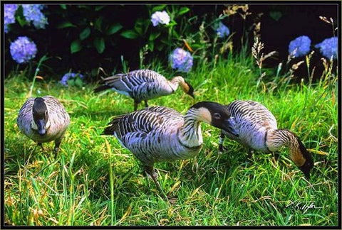 Nene Geese Hawaii - Hawaiipictures.com